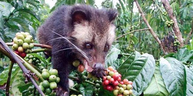 You are currently viewing Bali Coffee Plantation