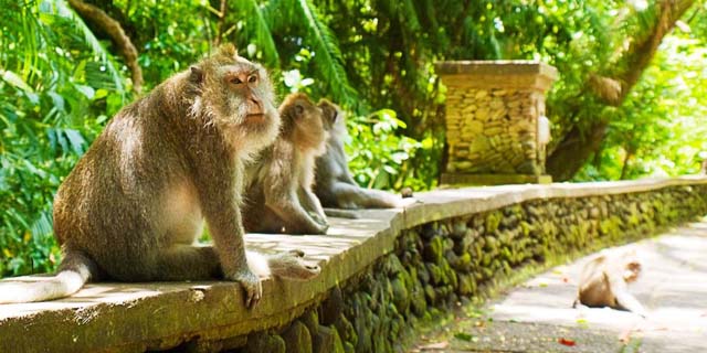 You are currently viewing Ubud Monkey Forest