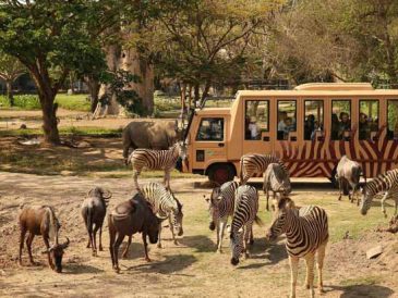 Safari Park and Ubud Tour